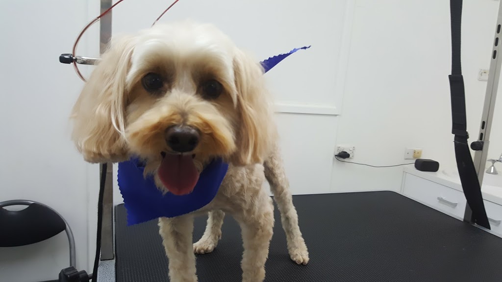 Sunshine Coast Pet Grooming | 22 Rene St, Noosaville QLD 4566, Australia | Phone: 0498 056 423