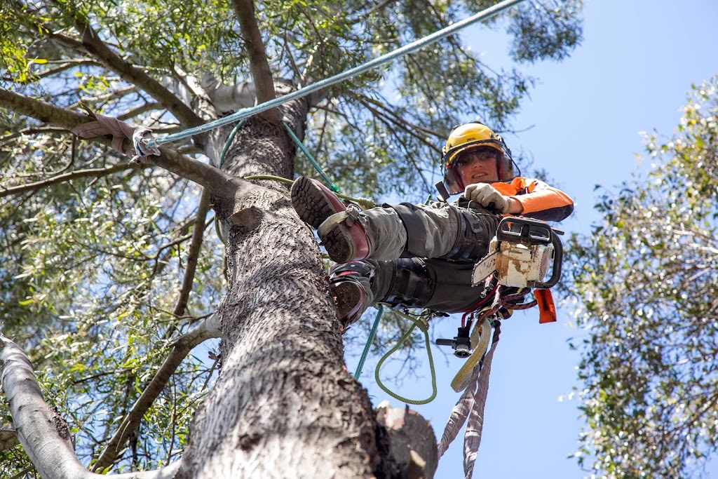 Charlie’s Tree Service | 731 Leslie Rd, Leslie Vale TAS 7054, Australia | Phone: 0428 246 211