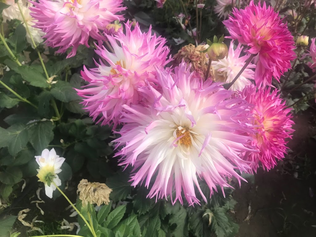 Country Dahlias | 195 Mathisons Rd, Winchelsea VIC 3241, Australia | Phone: (03) 5267 2389