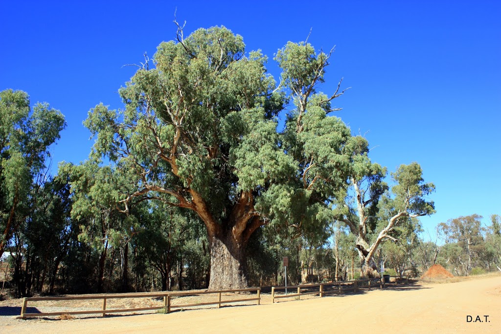 Giant Red Gum Tree | museum | Orroroo SA 5431, Australia