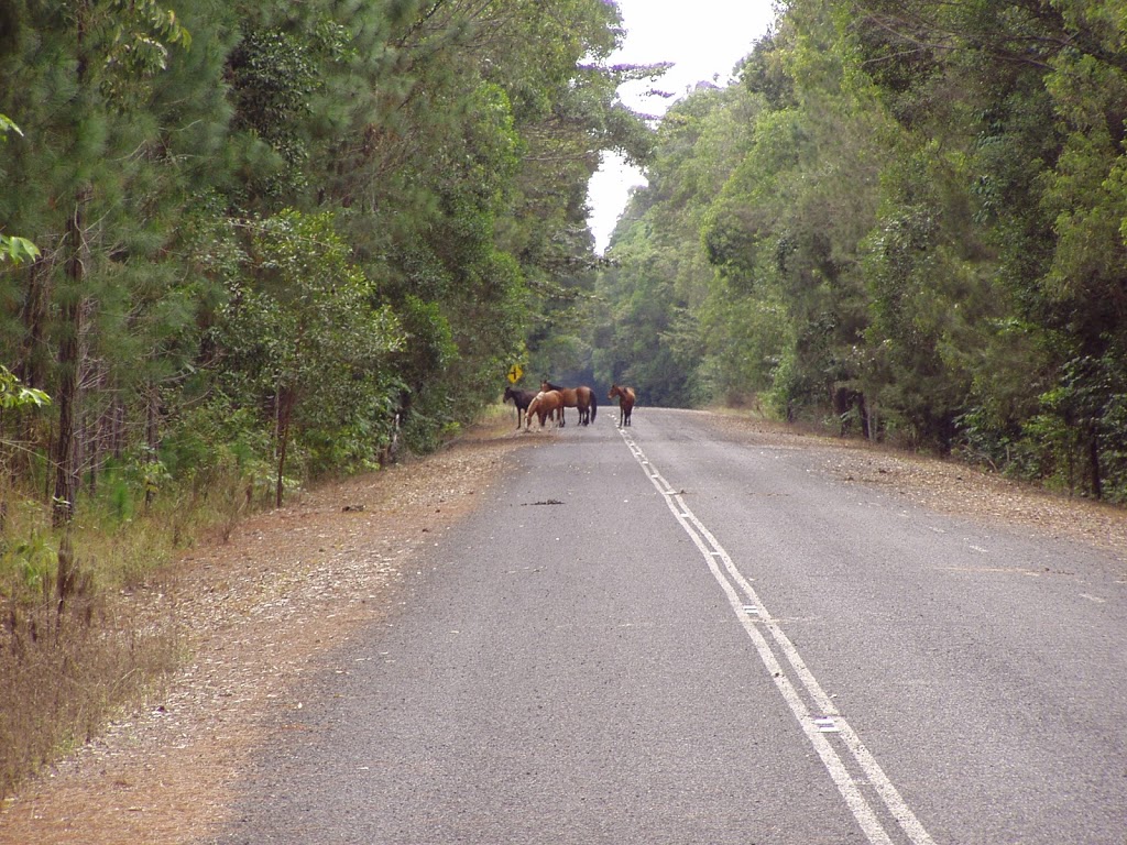 Kuranda National Park (Recovery) | Mona Mona QLD 4881, Australia