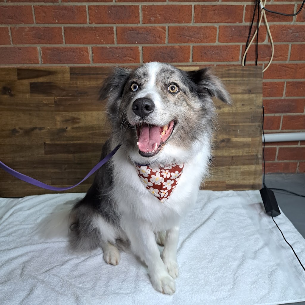 Pawlenes Pooches | 14 Little Chipping Dr, Chirnside Park VIC 3116, Australia | Phone: 0493 729 636