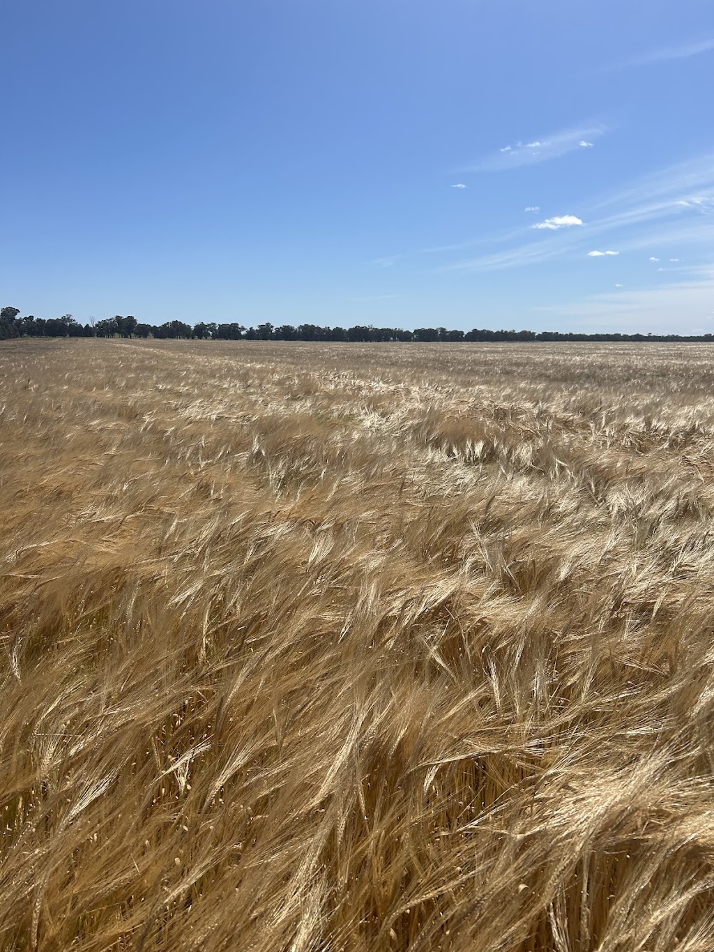 Lillington Hay and Fodder | 252 Bethel Rd, Burrumbuttock NSW 2642, Australia | Phone: 0429 205 590