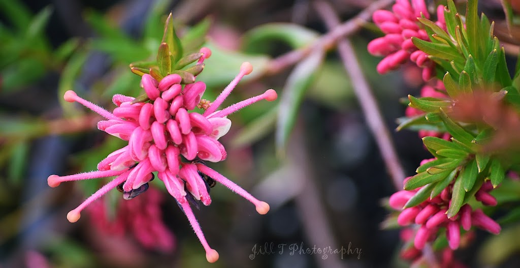 Your Mobile Garden | park | St Louis Dr, Port Sorell TAS 7307, Australia | 0408197001 OR +61 408 197 001