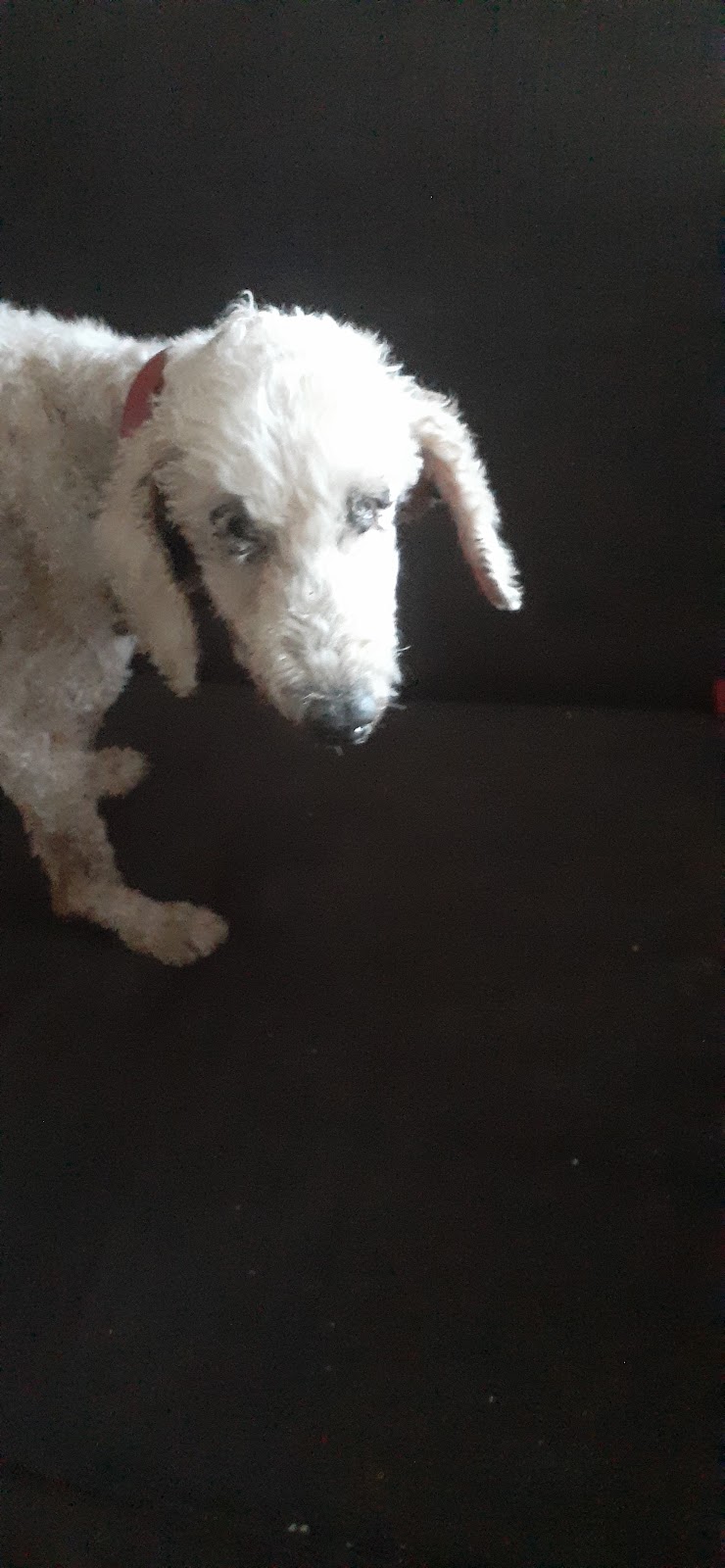 Wags Mobile Vet | Road, Cashmere QLD 4500, Australia | Phone: 0416 929 461