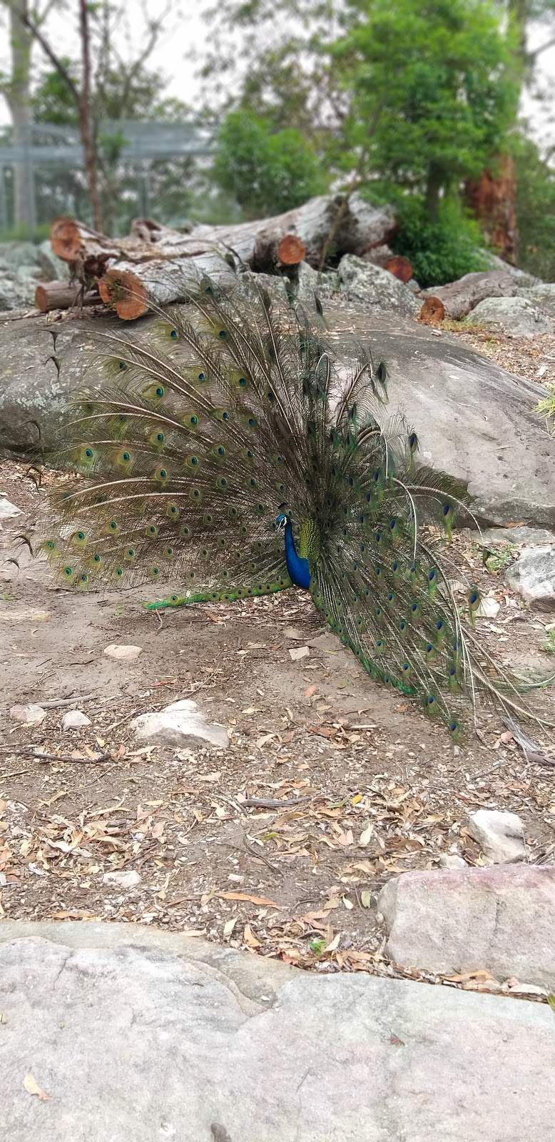 Shoalhaven Zoo And Adventure World | 23 Rock Hill Rd, North Nowra NSW 2541, Australia | Phone: (02) 4421 3949