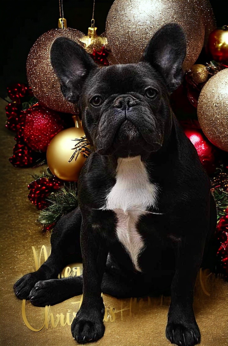 BIBBYBOO FRENCH BULLDOGS | Gatton Esk Rd, Mount Hallen QLD 4312, Australia | Phone: 0411 823 322