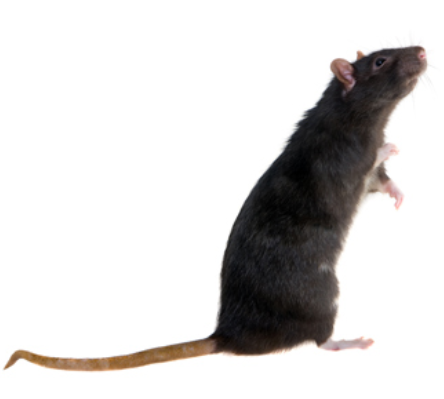 Bye Bye Pest Control Melbourne - Rat Exterminator Near Melton, S | home goods store | 9 Giverny Cl, Burnside Heights VIC 3023, Australia | 0411843871 OR +61 411 843 871