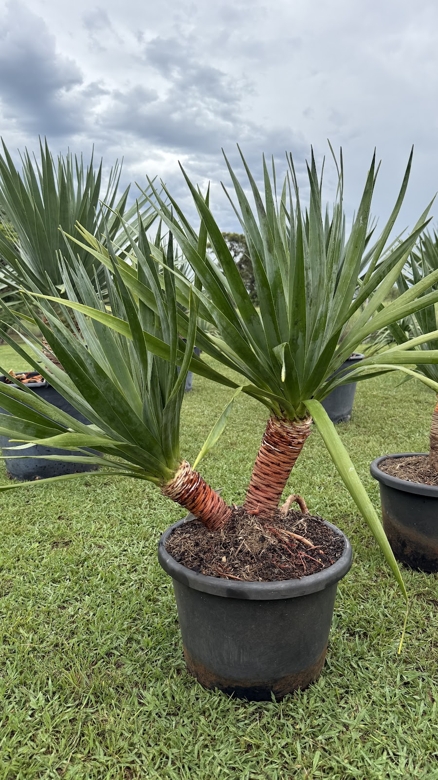 Tropical Living Nursery | 470 Menangle Rd, Menangle NSW 2568, Australia | Phone: 0423 253 500