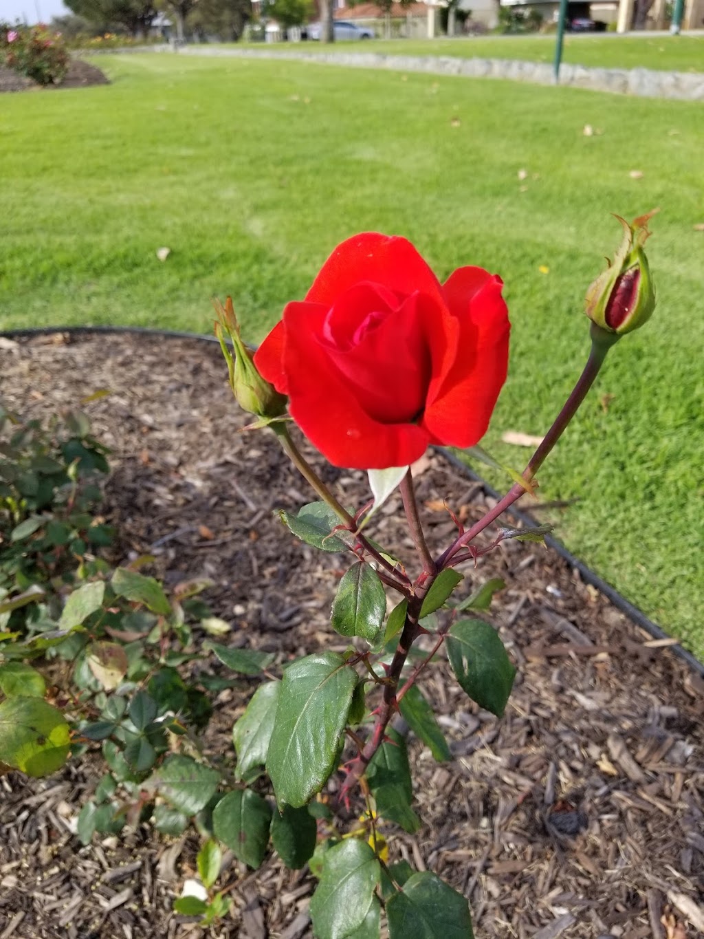 Peace Memorial Rose Gardens | park | Unnamed Road, Nedlands WA 6009, Australia