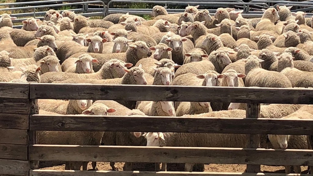 Deadwood Farm | Box 311 Robe 5276, Baxters Hill Rd, Mount Benson SA 5276, Australia | Phone: 0427 682 778