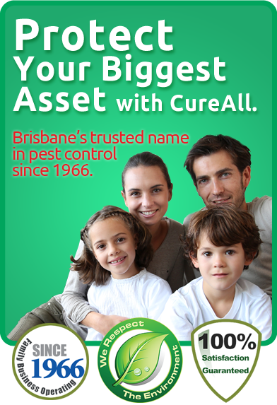 Cure All Pest Control | home goods store | 12/547 Kessels Rd, Macgregor QLD 4109, Australia | 0733498572 OR +61 7 3349 8572