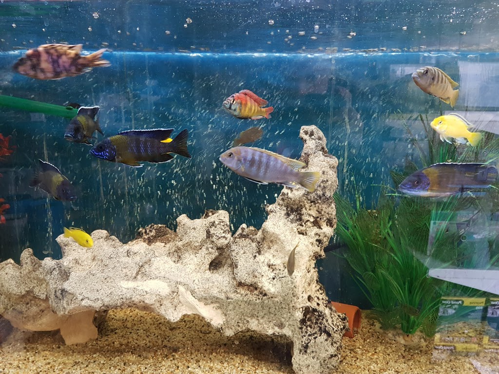 GoTroppo Aquariums | pet store | 18  Baretta  Road,  WANGARA  WA  6065, Australia | 0894096548 OR +61 8 9409 6548