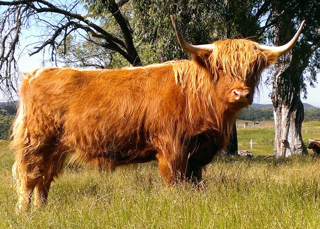 BAIRNSLEY Highland Cattle | food | 602 Couangalt Rd, Gisborne VIC 3437, Australia | 0409196110 OR +61 409 196 110