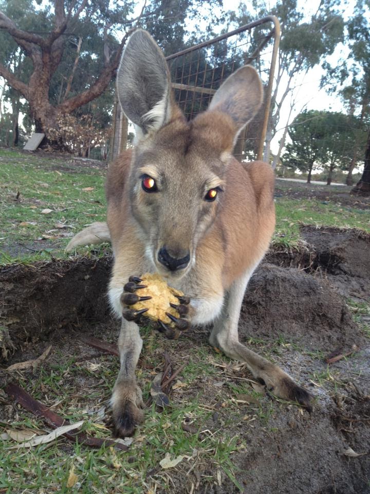 Eshcol Springs Backpackers | 582 Quin Rd, Muckenburra WA 6503, Australia | Phone: 0457 406 463