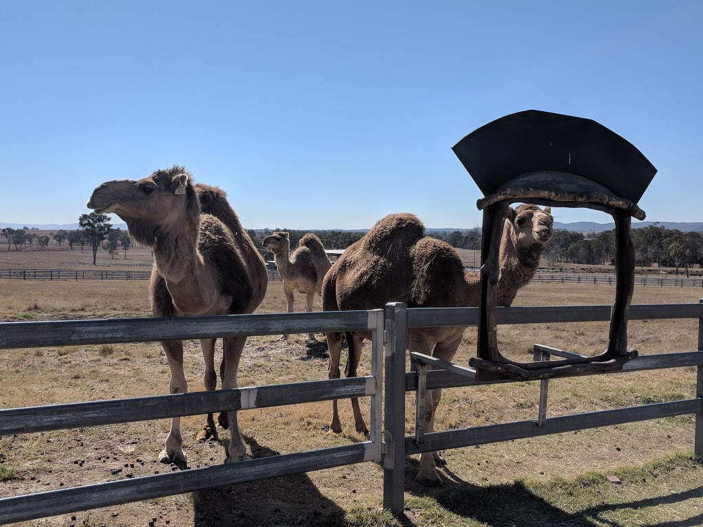 Summer Land Camels | cafe | 8 Charles Chauvel Dr, Harrisville QLD 4307, Australia | 0754671706 OR +61 7 5467 1706