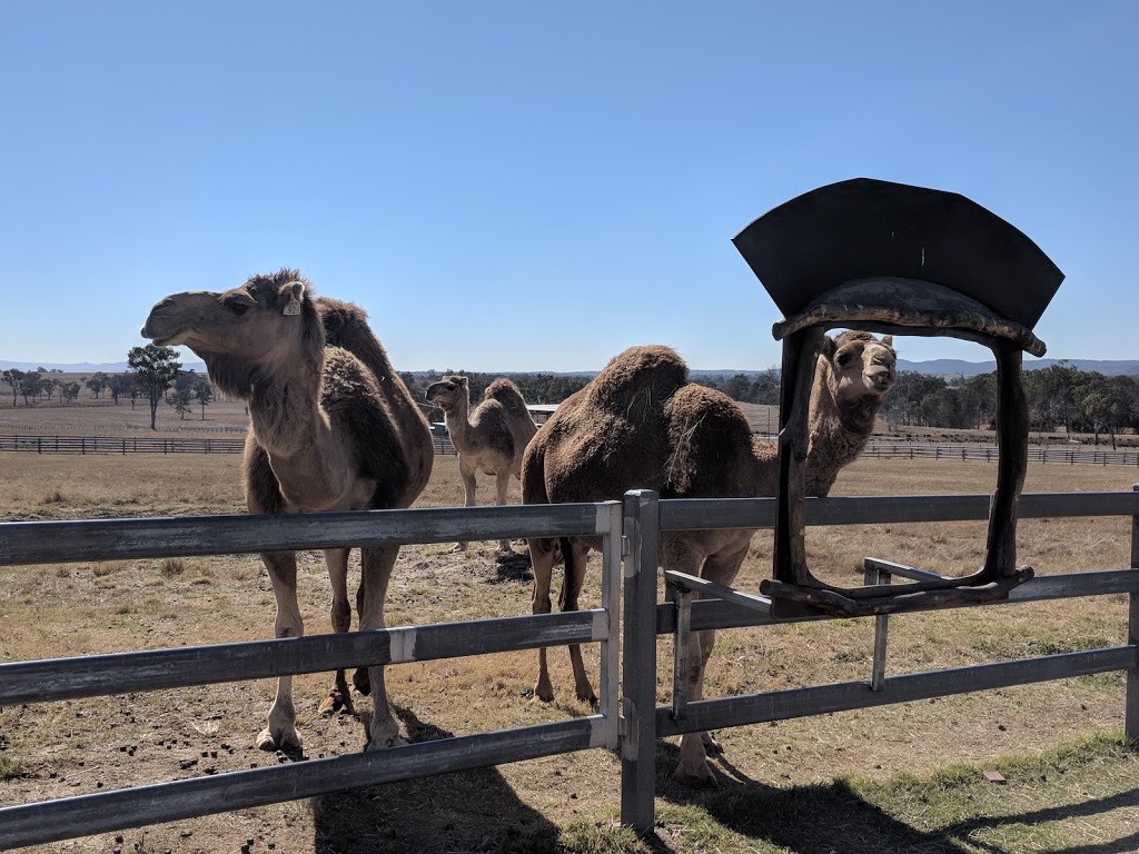 Summer Land Camels | 8 Charles Chauvel Dr, Harrisville QLD 4307, Australia | Phone: (07) 5467 1706