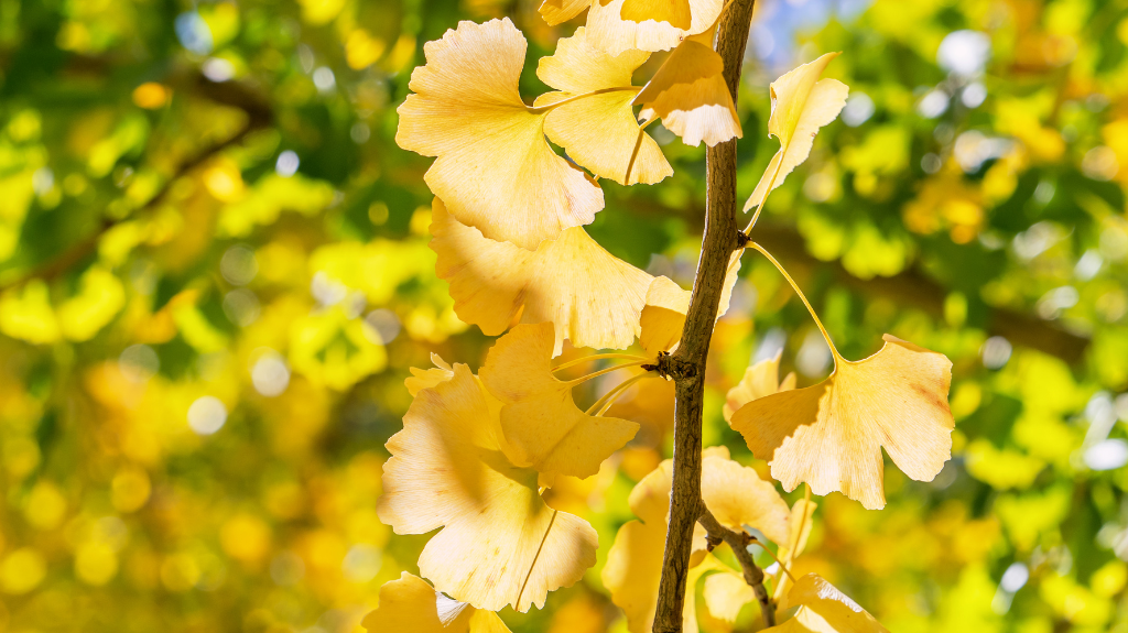 Online Tree Farm | 11 Fitzroy St, Wilton NSW 2571, Australia | Phone: 0410 791 288