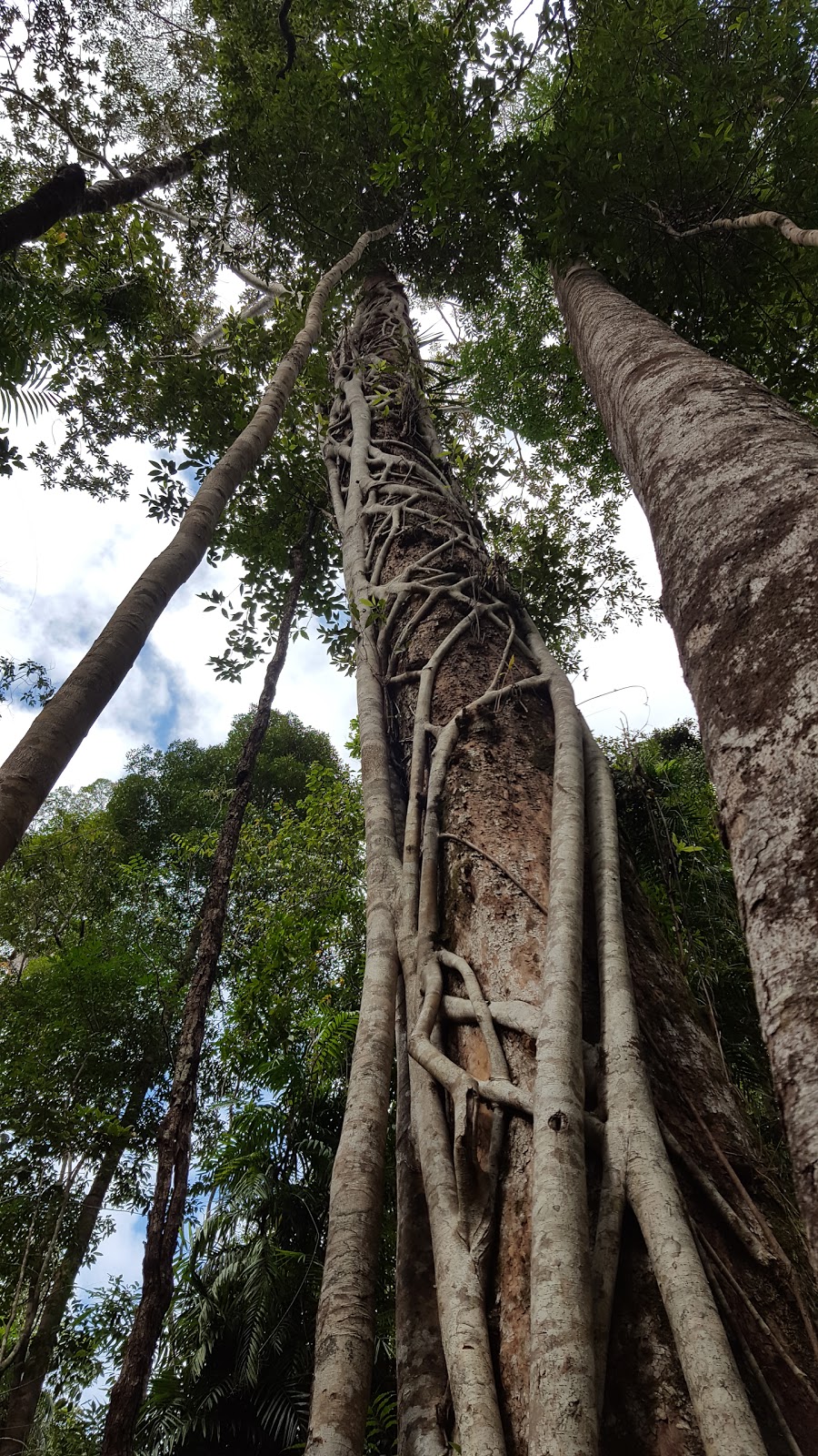 Eungella National Park | park | Queensland, Australia