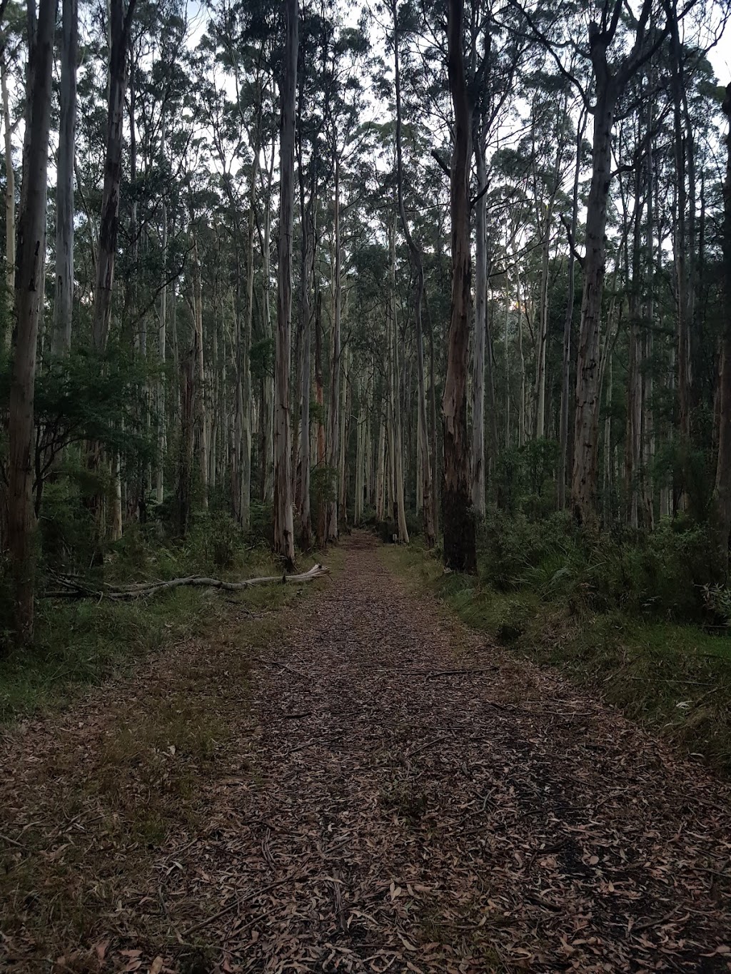 OShannassy Aqueduct track | Rd 18, Warburton VIC 3799, Australia