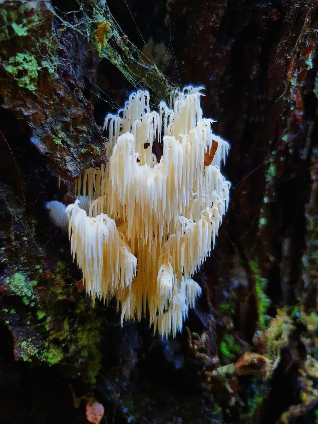 Trowutta Caves State Reserve | Trowutta TAS 7330, Australia