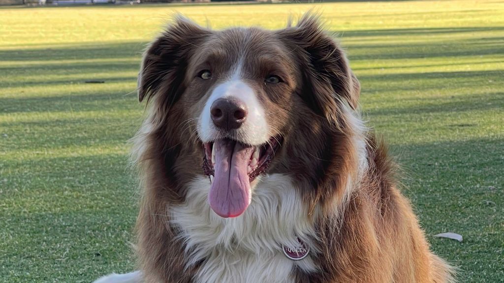 Top Dog Grooming & Wash | 185 Whitehorse Rd, Balwyn VIC 3103, Australia | Phone: 0492 975 442