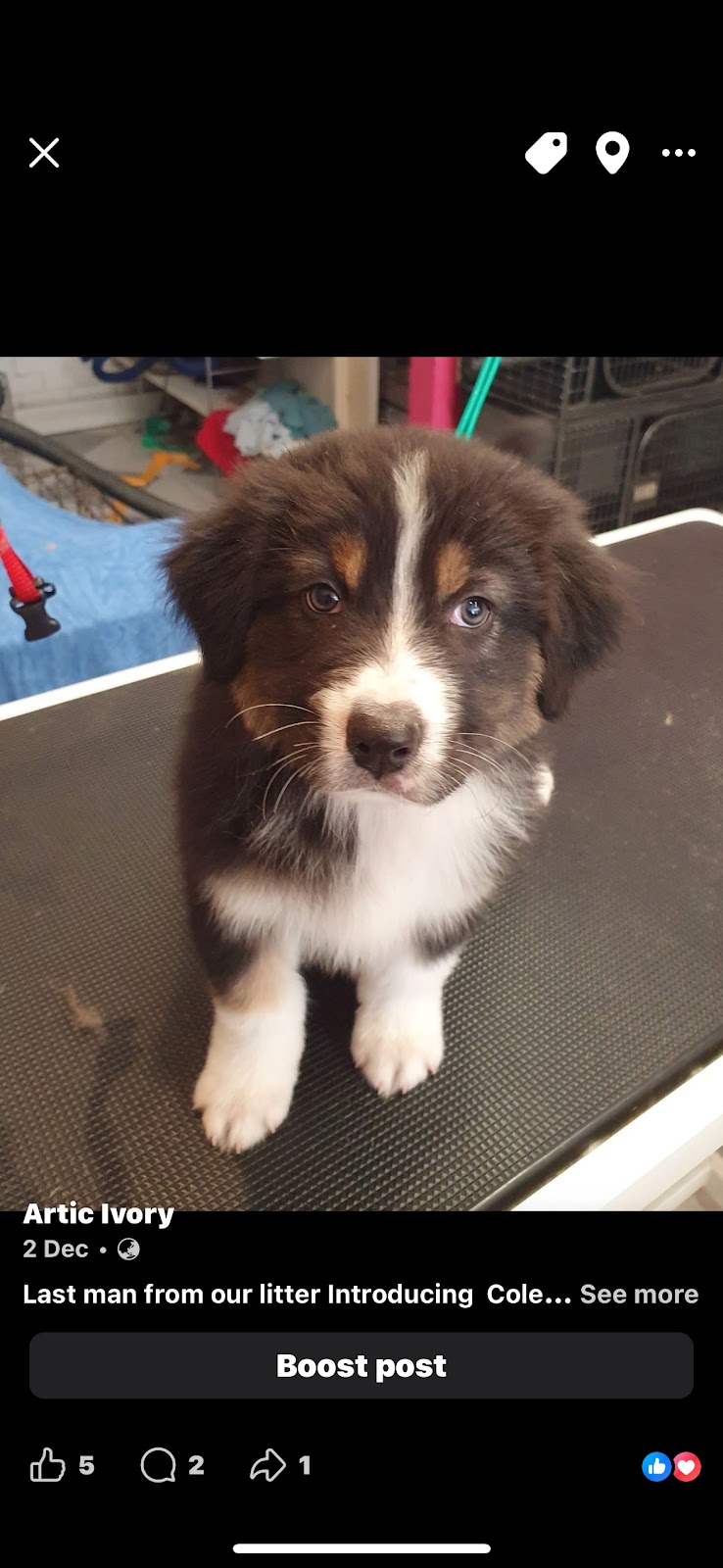 Artic Ivory Australian Shepherds | Micalago Rd, Michelago NSW 2620, Australia | Phone: 0412 915 984