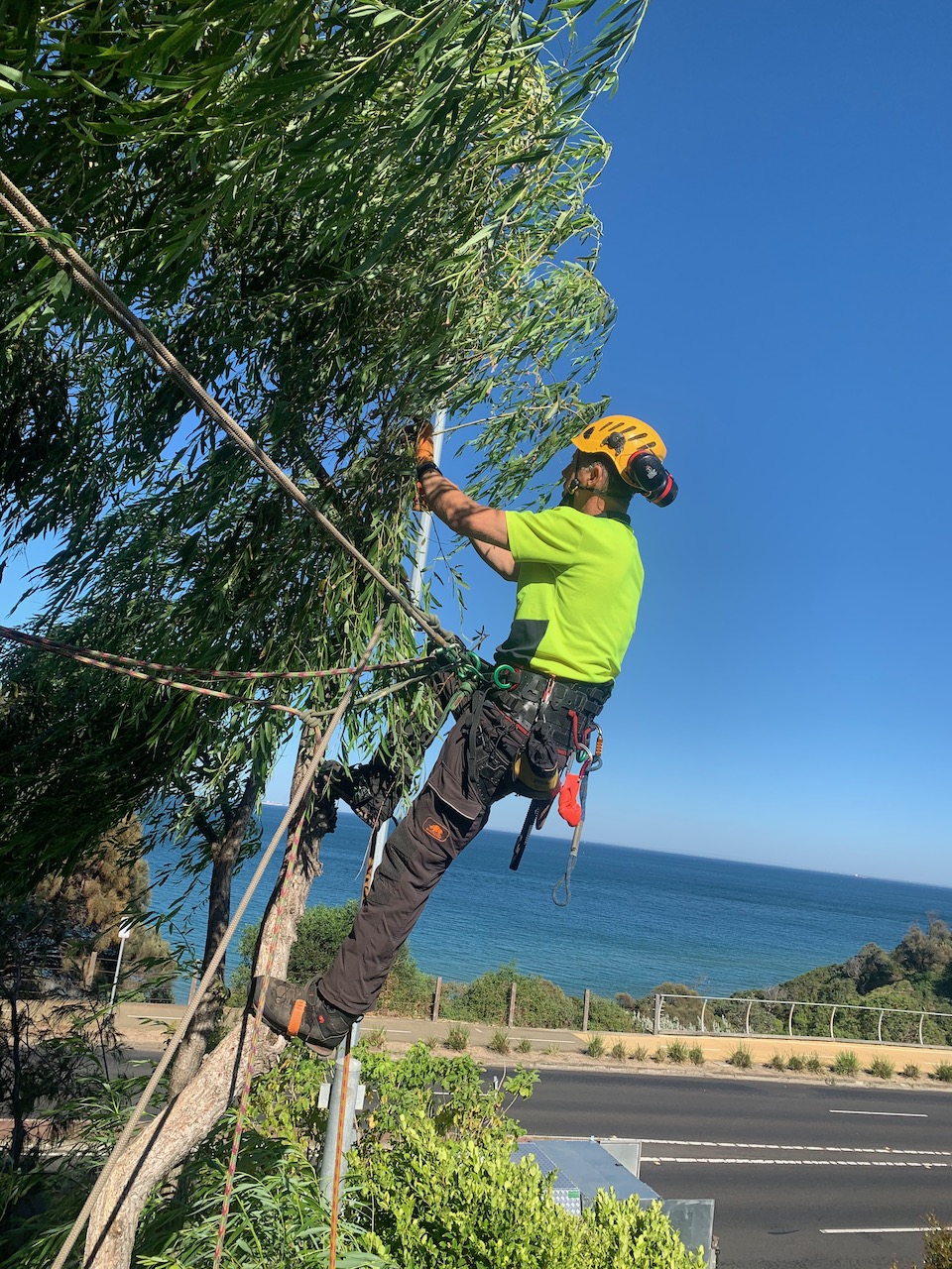 Dr Tree | Pruning | Surgery | Removal | Beach Rd, Sandringham VIC 3191, Australia | Phone: 0491 077 567