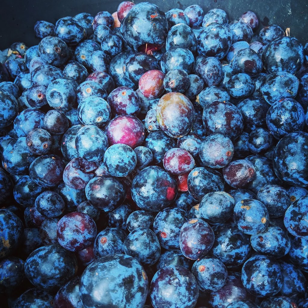 Naturally Native | 10 Noble Rd, Blue Knob NSW 2480, Australia | Phone: (02) 5500 1627