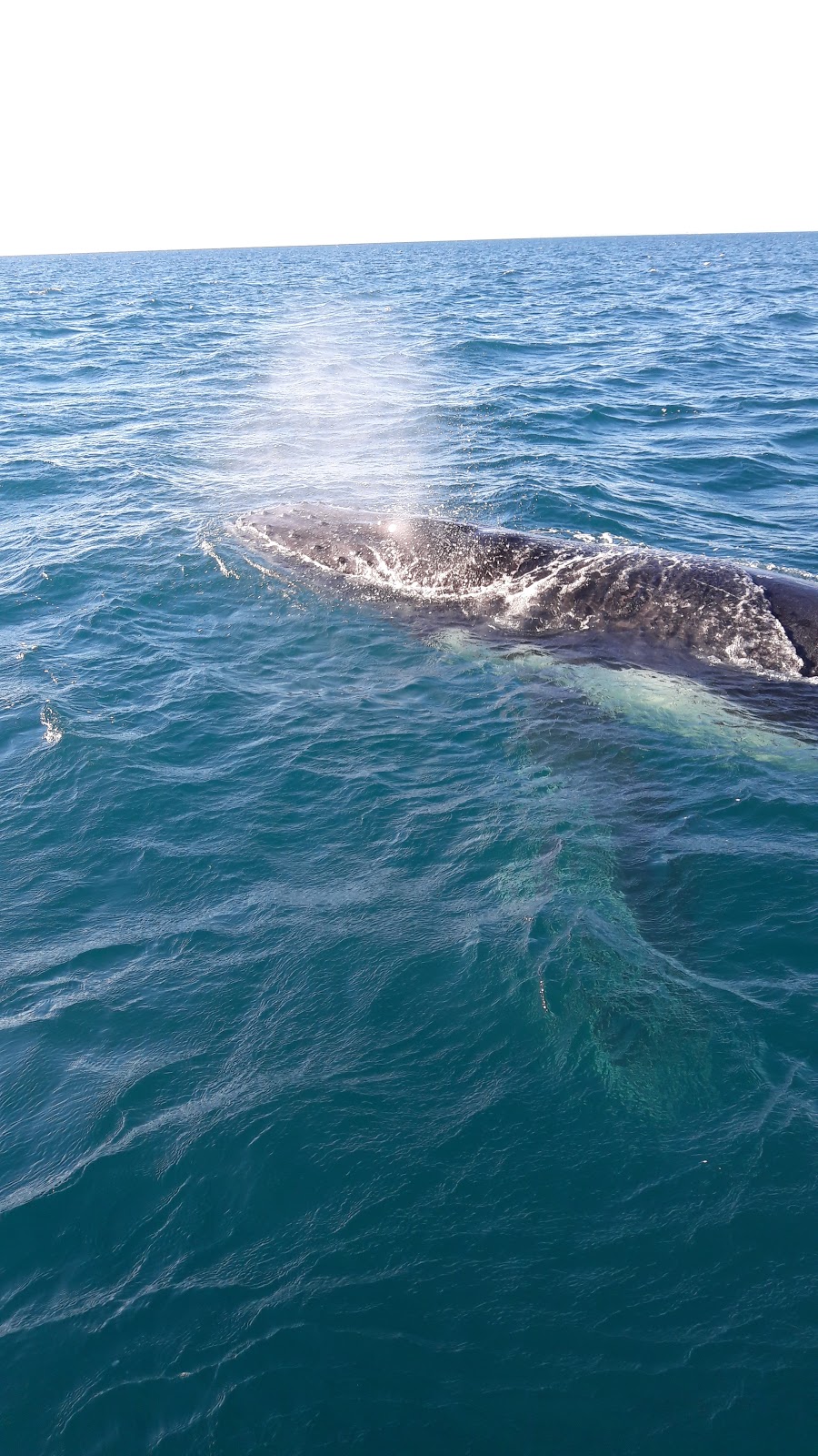 Hervey Bay Whale Watch | Great Sandy Straits Marina,, Buccaneer Dr, Urangan QLD 4655, Australia | Phone: 1800 671 977