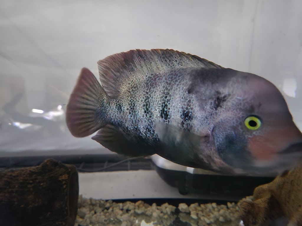 Fins N Feathers | 142 Edmond St, Marburg QLD 4346, Australia | Phone: 0477 722 570