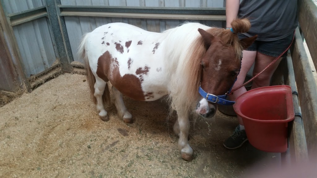 Mini Mates Miniature Horse and Pony Farm | 1222 Mount Cotton Rd, Burbank QLD 4156, Australia | Phone: (07) 3349 1910