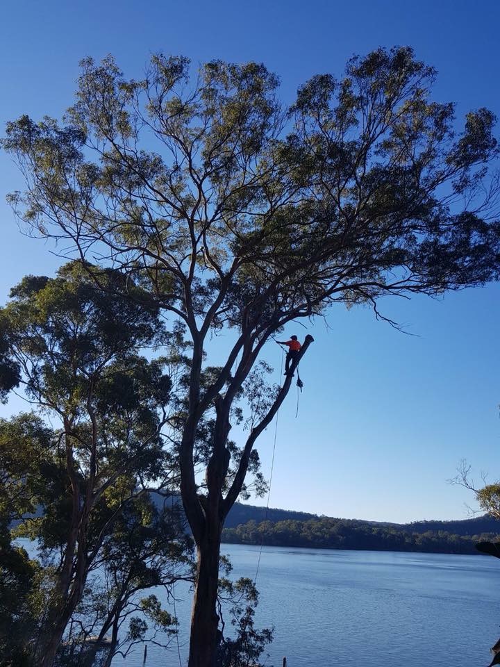 Hornsby Tree Service | 3 Mara Cres, Mooney Mooney NSW 2083, Australia | Phone: (02) 9985 1496