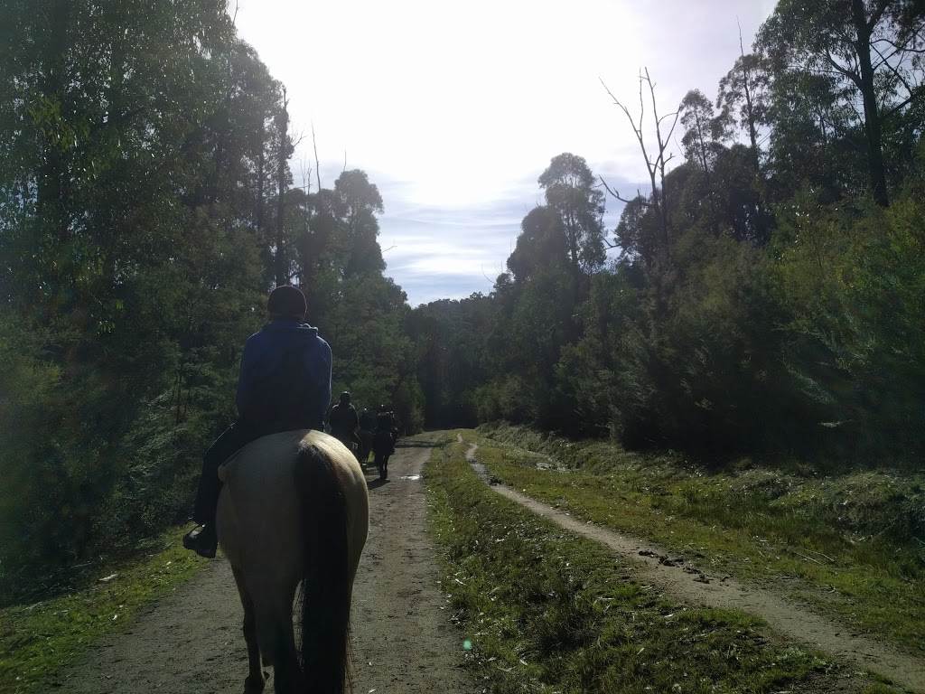 Ryders Horse Riding Tours | travel agency | 350 Forest Rd, Labertouche VIC 3816, Australia | 0408370235 OR +61 408 370 235
