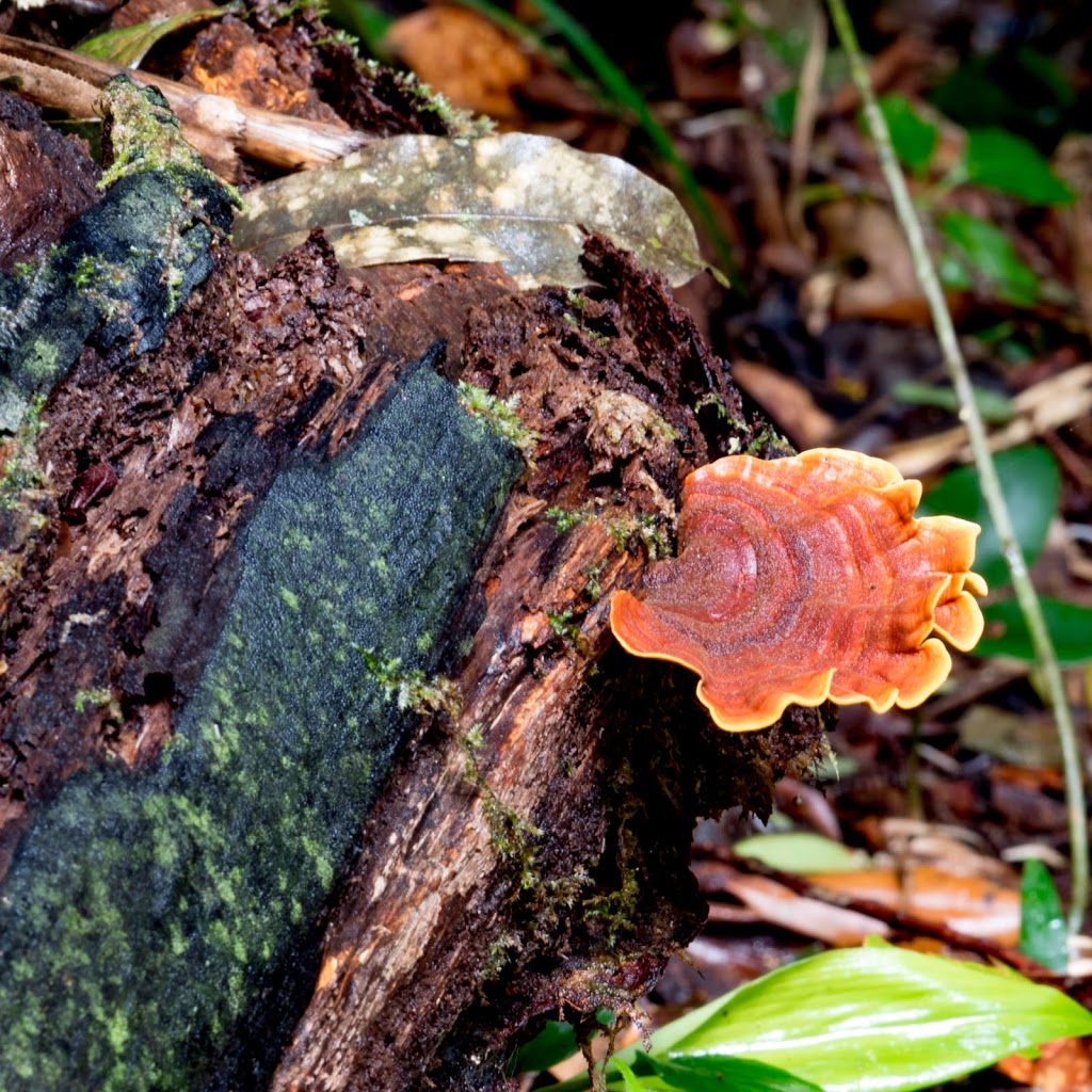 Paluma Range National Park - Crystal Creek QLD 4816, Australia