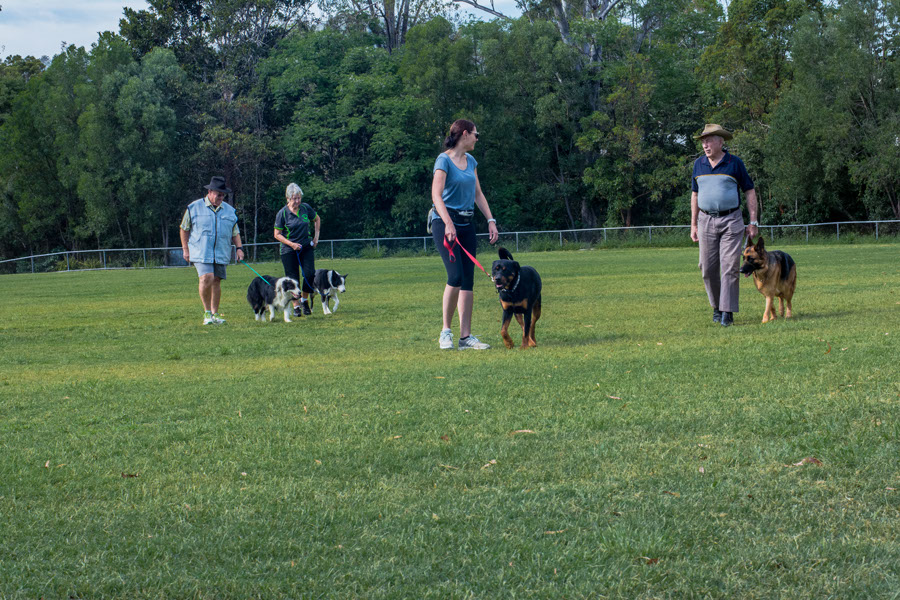 Bonnies Dog Obedience & Puppy School | pet store | Chaprowe Rd, The Gap QLD 4061, Australia | 0434067536 OR +61 434 067 536