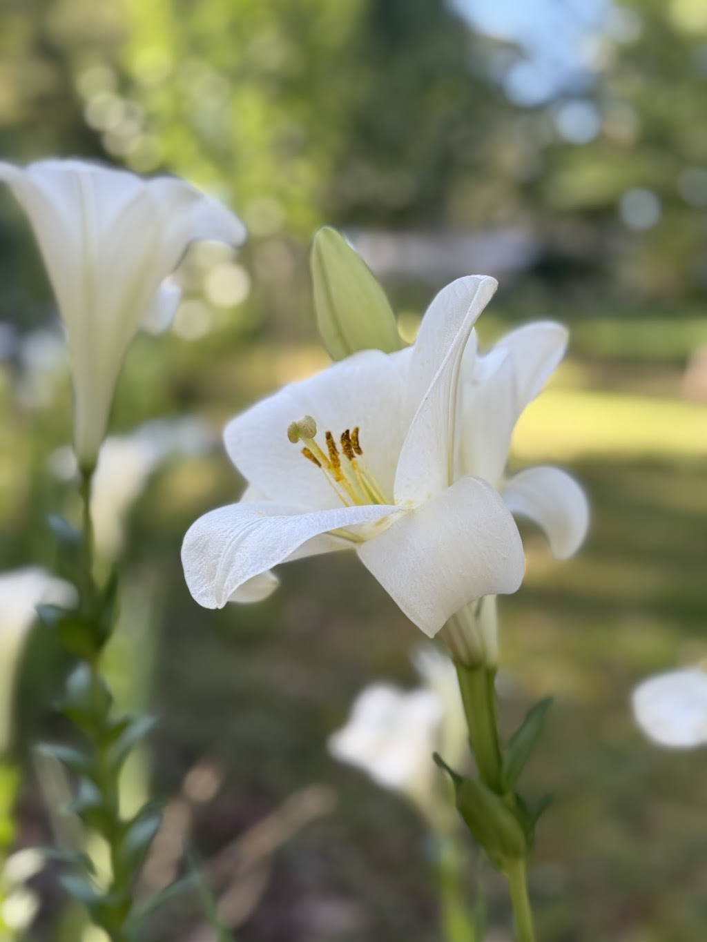 Celestial Gardens and Retreat | 10 Thonemans Rd, Hoddles Creek VIC 3139, Australia | Phone: 0411 885 568