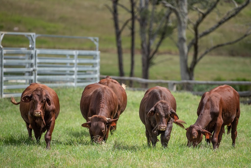 Anvil Creek Santa Gertrudis Stud | 7365 Oxley Hwy, Mount Seaview NSW 2446, Australia | Phone: 0474 125 977