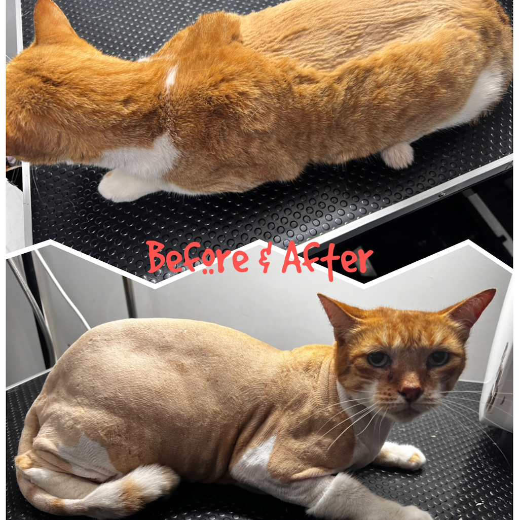 Purrfectly Pawsome Mobile Cat & Small Dog Grooming |  | 6 Wolfe St, River Heads QLD 4655, Australia | 0484570466 OR +61 484 570 466