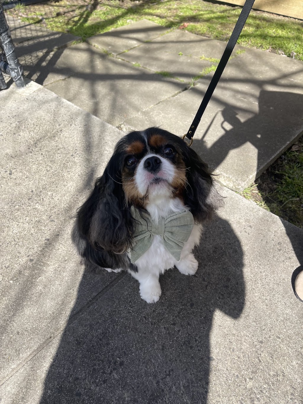 Top Dog Grooming & Wash | 185 Whitehorse Rd, Balwyn VIC 3103, Australia | Phone: 0492 975 442