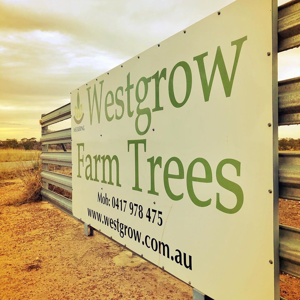 Westgrow Farm Trees | Quellington Rd, Meckering WA 6405, Australia | Phone: 0428 739 477