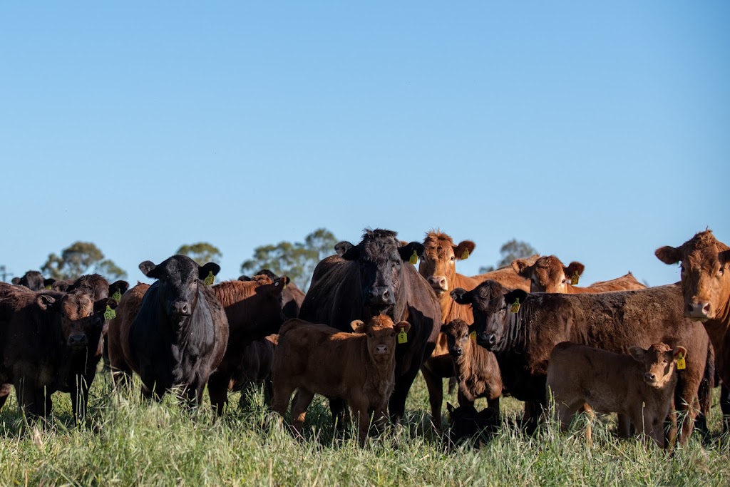 Summit Livestock | food | 596 Thirteen Mile Reserve Rd, Uranquinty NSW 2652, Australia | 0400570758 OR +61 400 570 758
