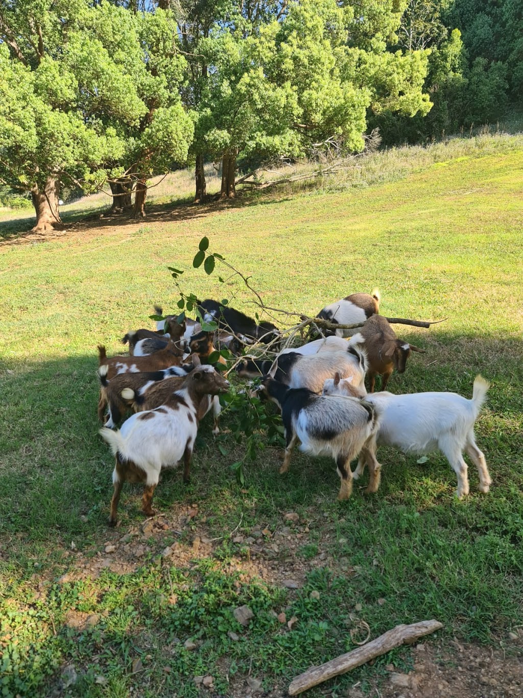 Zendara | 804 Main Arm Rd, Main Arm NSW 2482, Australia | Phone: 0415 998 956