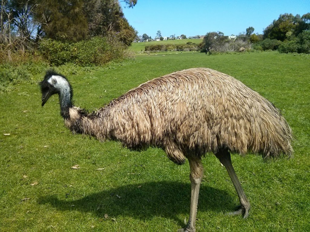 Phillip Island Wildlife Park | zoo | 2115 Phillip Island Rd, Cowes VIC 3922, Australia | 0359522038 OR +61 3 5952 2038