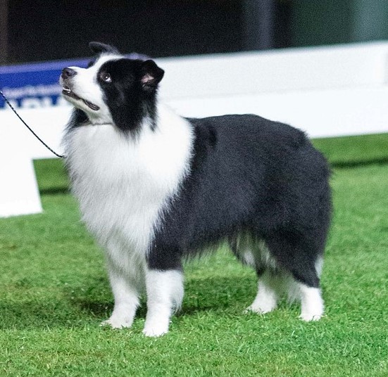 Celtic Heart Border Collies | 38 Nestle Ln, Toogoolawah QLD 4313, Australia | Phone: 0400 018 877