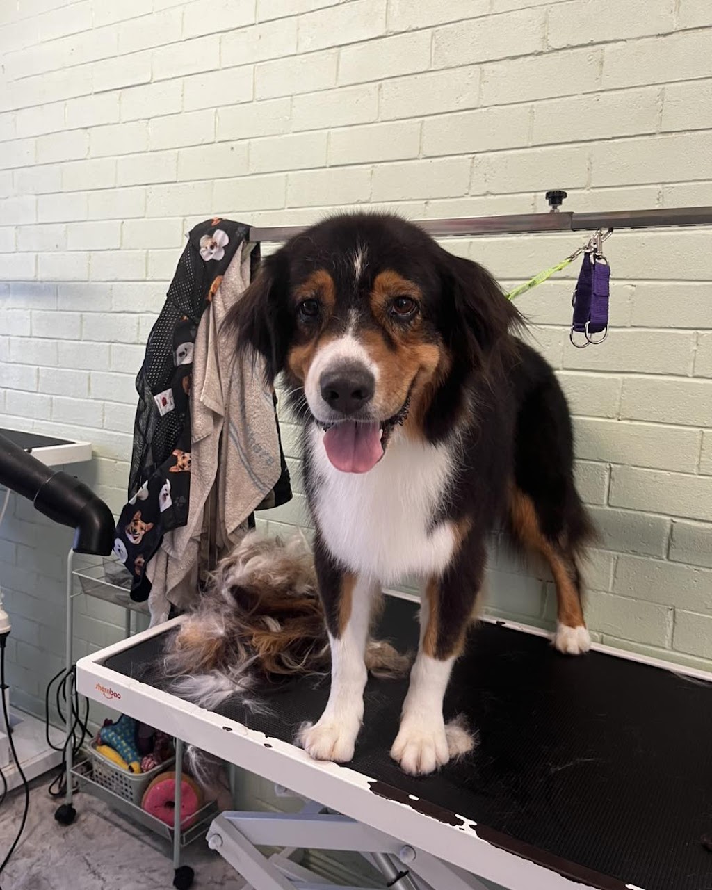 Cinda’s Pet Services | 2/96 Northville Dr, Barnsley NSW 2278, Australia | Phone: 0424 649 428