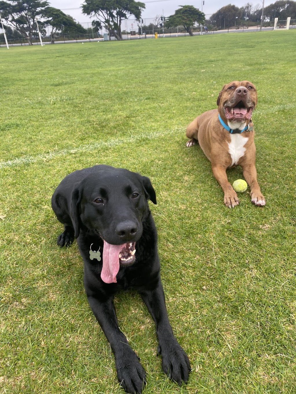Fetch Pet Stays | 308 Gilston Rd, Nerang QLD 4211, Australia | Phone: (07) 5527 9555
