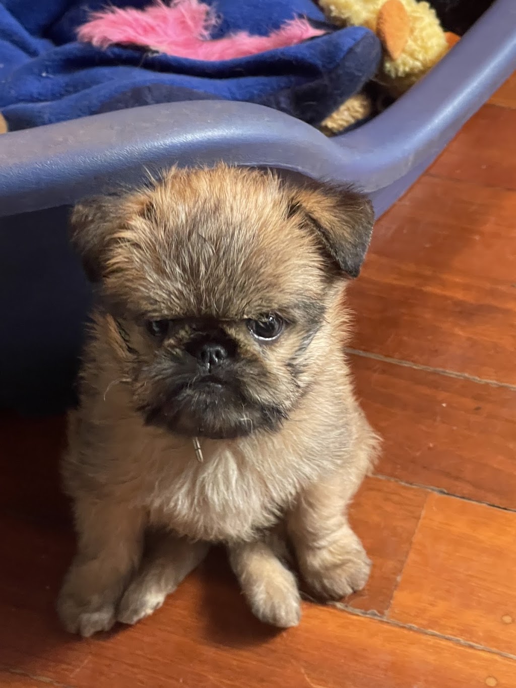 Alfie Le Griffon | Bexley Blvd, Drouin VIC 3818, Australia | Phone: 0467 491 280