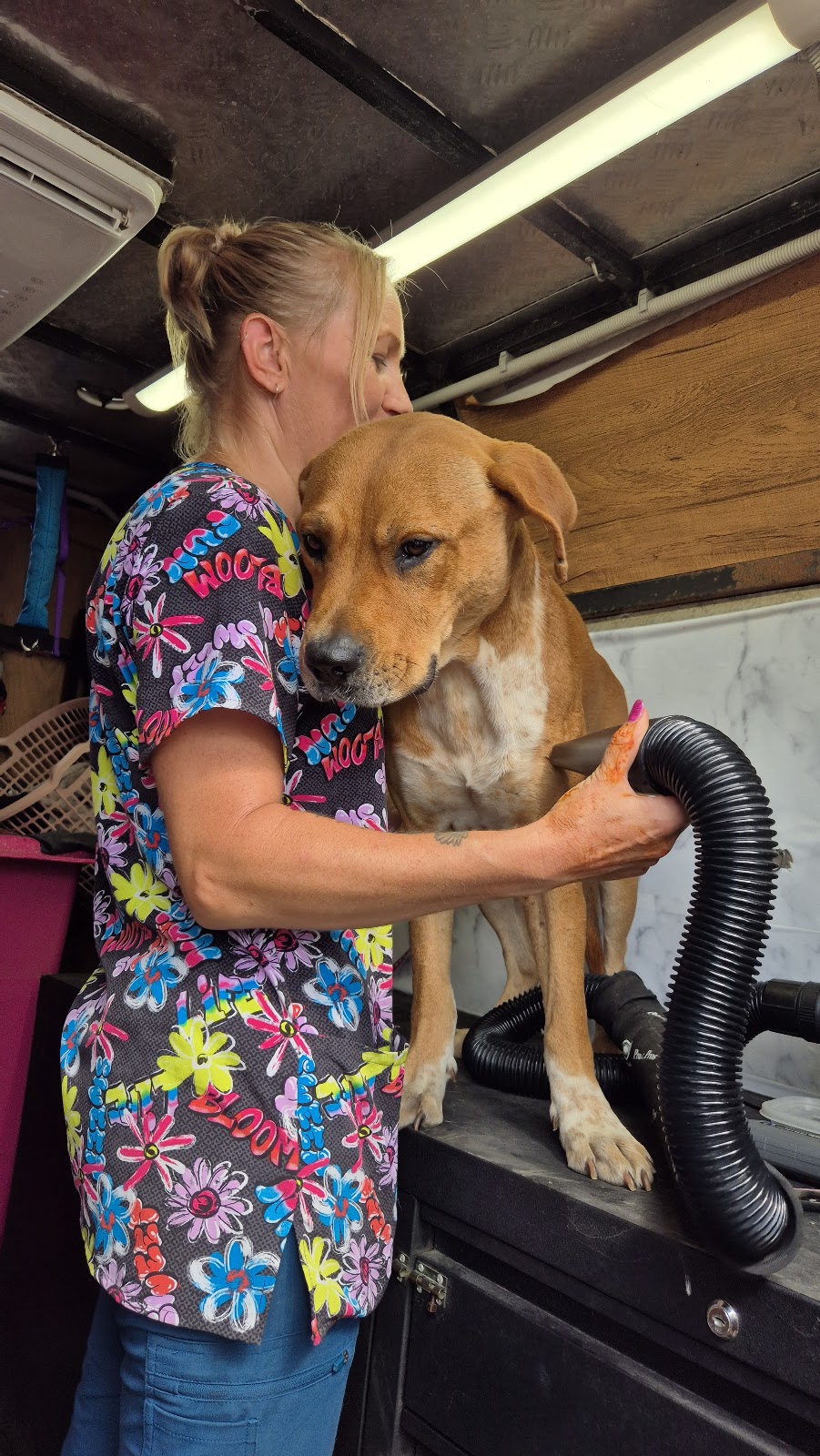 Barkin Bubbles Pet Services | 53 Back Ma Ma Rd, Winwill QLD 4347, Australia | Phone: 0447 639 953