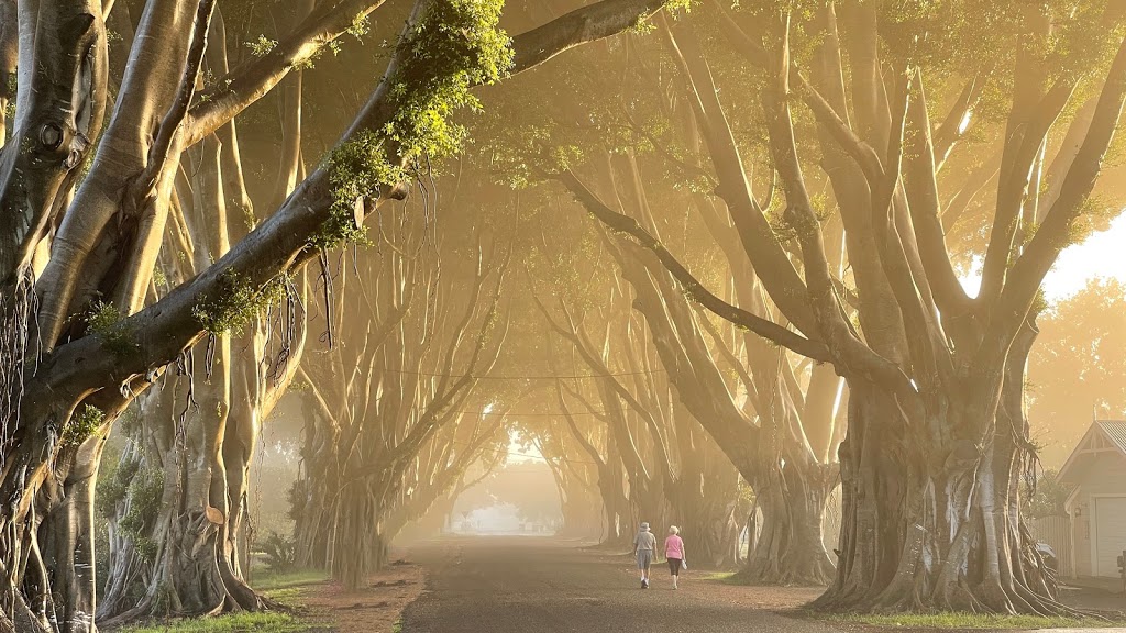 Fig Tree Avenue (listed on National Trust Register) |  | 5 Breimba St, Grafton NSW 2460, Australia | 0478826380 OR +61 478 826 380